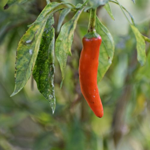 chili-gd1b7da7be_1280